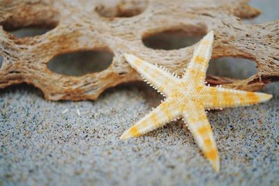 Close-up of starfish on beach