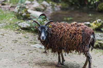 View of an animal on field