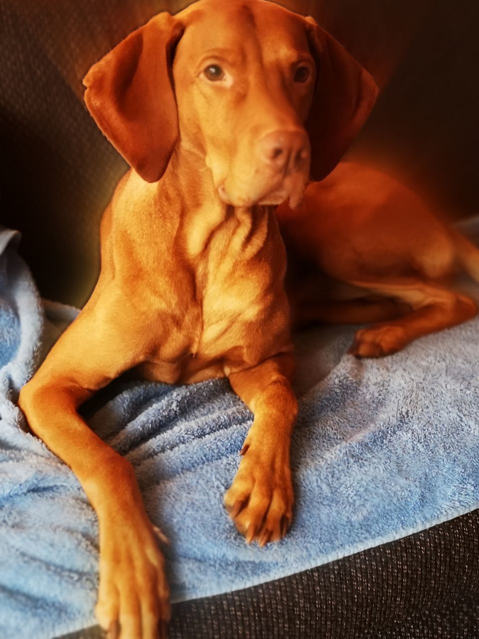 PORTRAIT OF DOG RESTING ON SOFA AT HOME