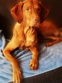 Portrait of dog resting at home