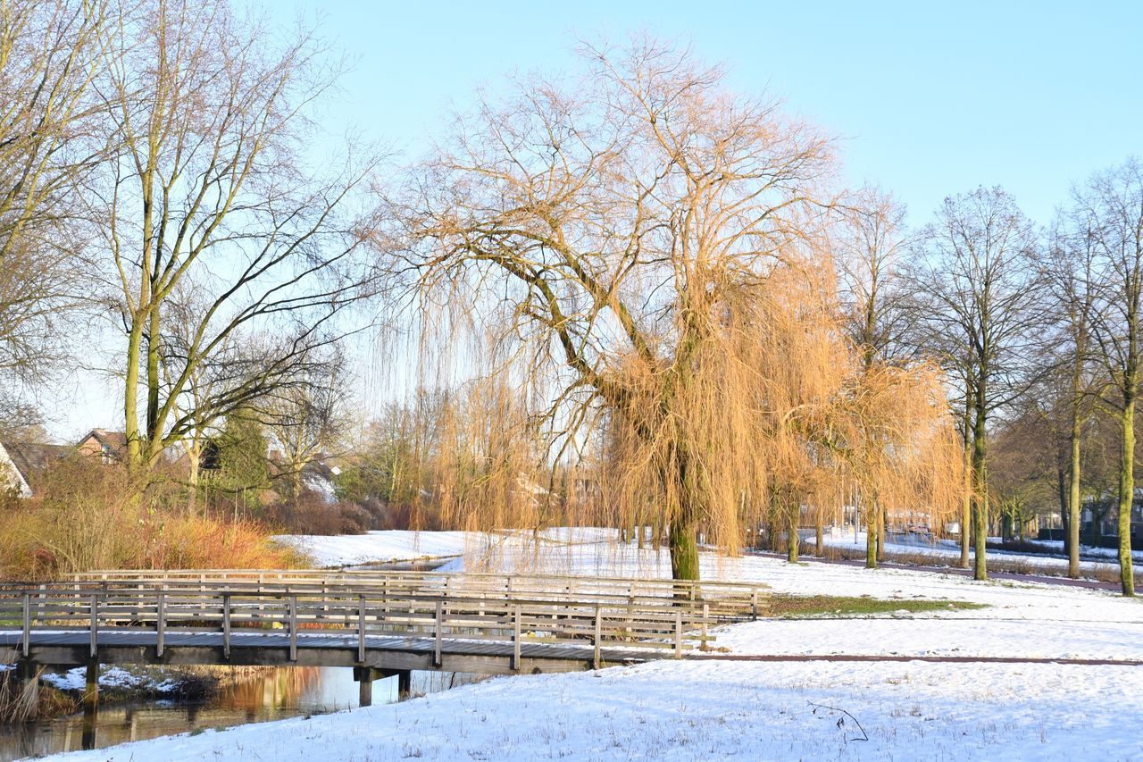 tree, nature, snow, cold temperature, winter, beauty in nature, day, sky, scenics, outdoors, tranquility, no people, tranquil scene, bare tree