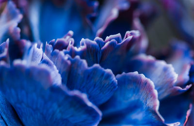 Close-up of purple flowering plant