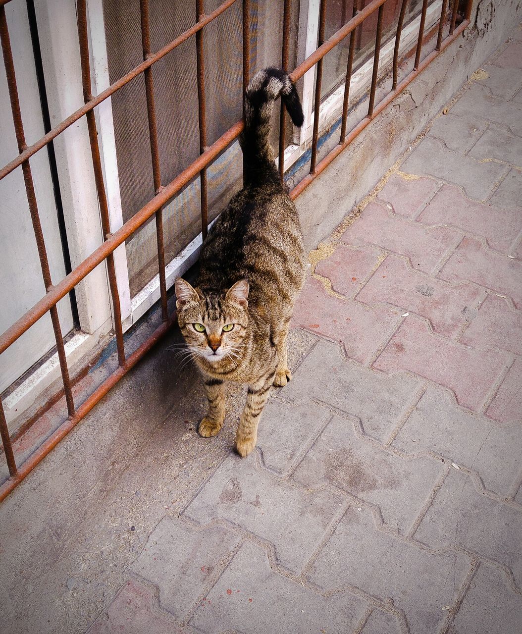 CAT STANDING ON RAILING