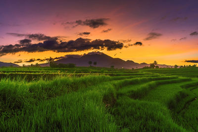 Scenic view of field against sky during sunset