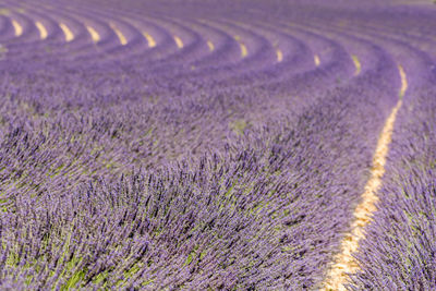 Full frame shot of lavender field