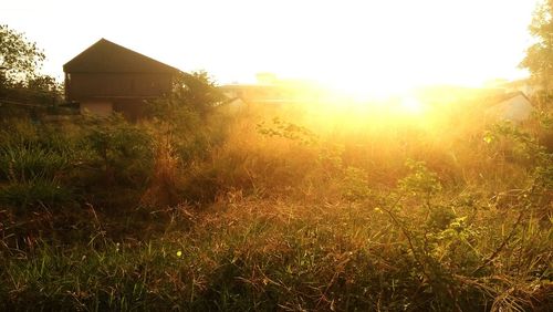 Close-up of grass against sky during sunset
