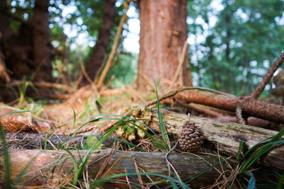 Close-up of mushroom growing on tree trunk in forest