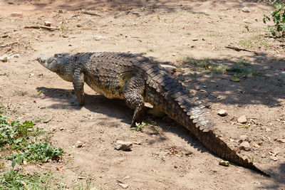 High angle view of crocodile on land