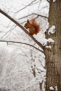 Eurasian red squirrel on bare tree branch during winter