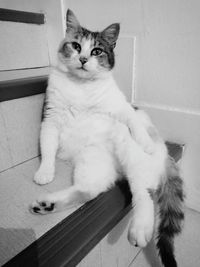 Close-up of cat sitting on floor