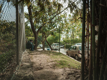 People sitting on pathway amidst trees in forest