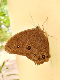 Close-up of butterfly