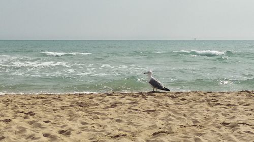 Seagull on beach