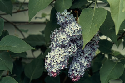 Close-up of purple hydrangea flowers