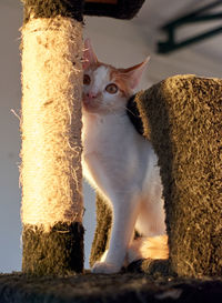 Close-up of a cat