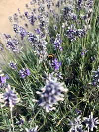 Close-up of insect on purple flowering plants