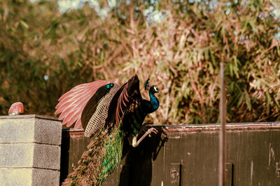 Close-up of peacock