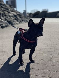 Dogs walking on street