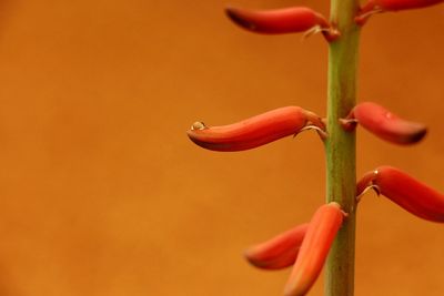 Close-up of red flower buds