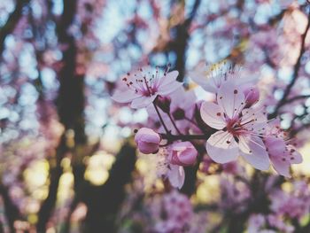 Close-up of pink flowers on tree