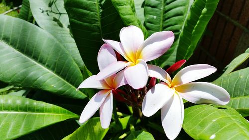 Close-up of white flowers