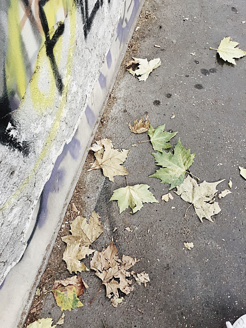 leaf, season, high angle view, autumn, change, day, leaves, nature, outdoors, fallen, fragility, group of objects, fallen leaf, no people, footpath, tranquility, natural condition