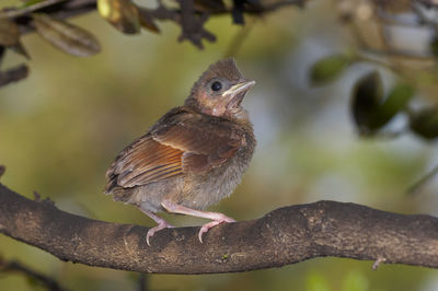 Close-up of bird perching on branch