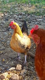 Close-up of rooster on field