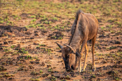 Deer standing in a field