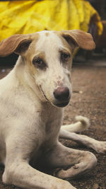 Close-up portrait of dog sitting outdoors