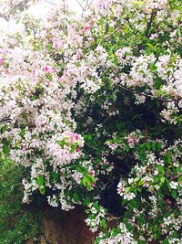 Pink flowers blooming on tree