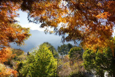 Low angle view of trees in forest during autumn