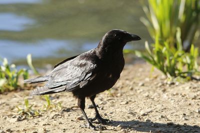Close-up of a bird perching on a land