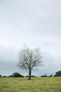 Bare tree on field against sky