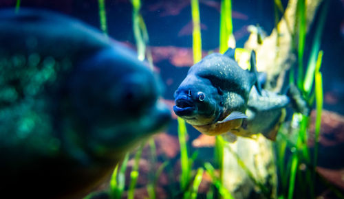Close-up of fish swimming in aquarium