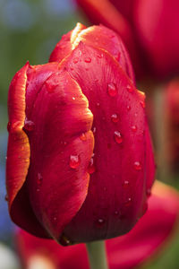 Close-up of wet red tulip