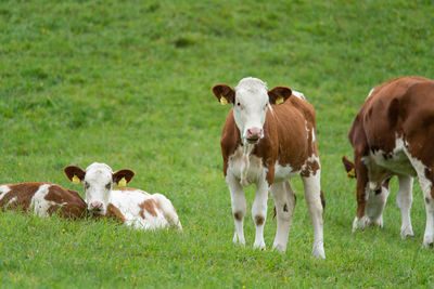 High angle view of cows on field