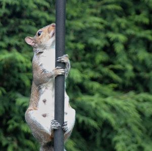 Close-up of squirrel perching on feeder