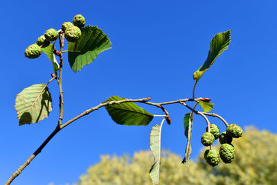 Low angle view of plant against blue sky