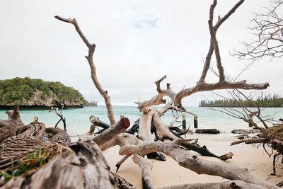 Driftwood on beach against sky