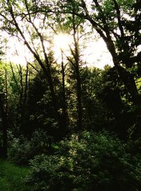 Sun shining through trees