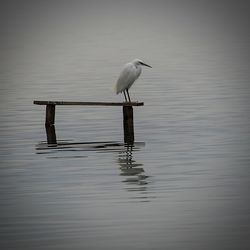 Bird perching on wooden post in lake