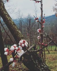 Flowers growing on tree