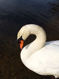 Close-up of swan swimming in lake