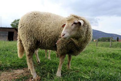 Sheep standing in a field