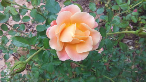 Close-up of rose on plant