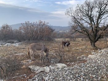 View of birds on field against sky