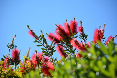 Low angle view of red flowering plant against clear blue sky