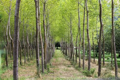 Trees growing in forest