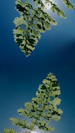 Low angle view of plant against blue sky